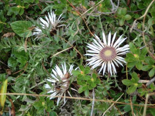 was ist das für Blume...