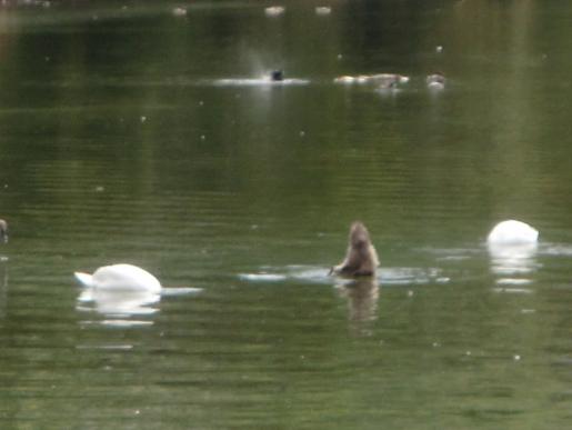 ach ja die entchen stecken Köpfe ins Wasser...