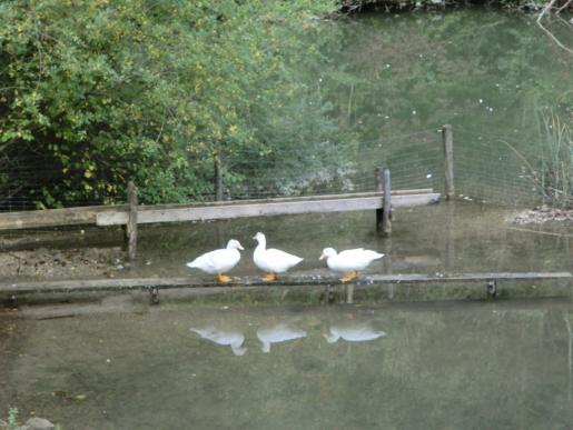 Glentleiten - Freilichtmuseum...