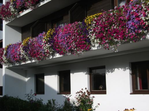 ...herrliche Blumenpracht auf den Balkonen...